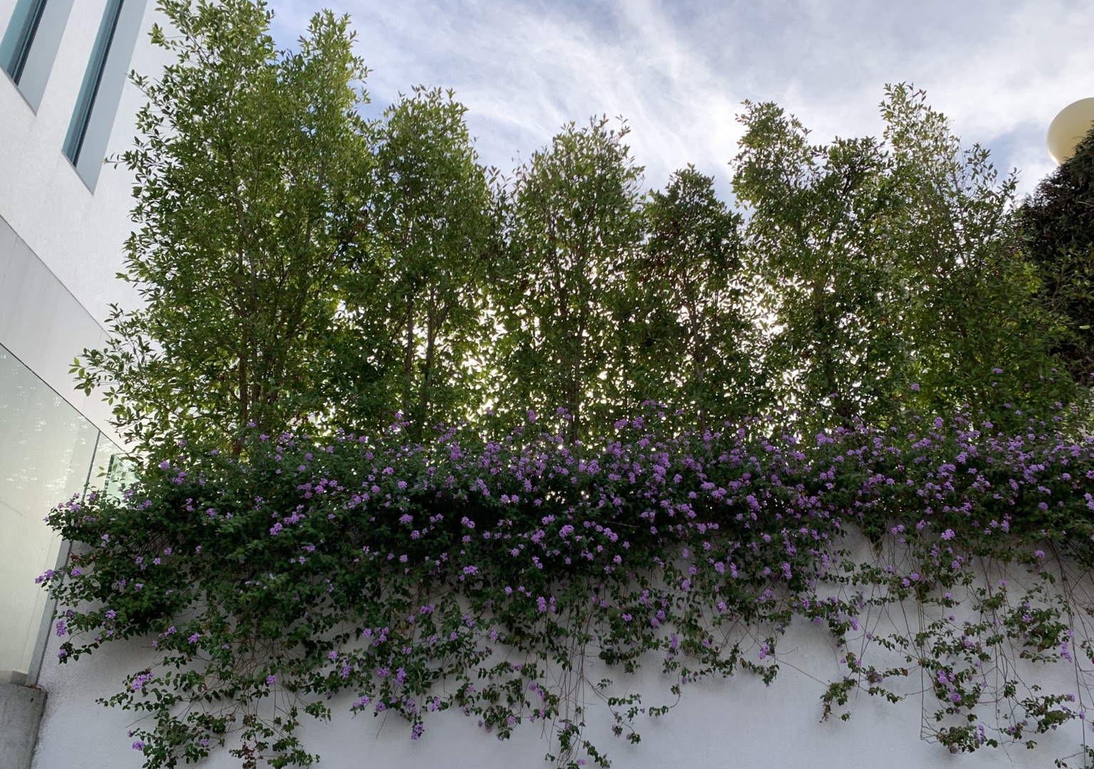Vegetação e flores no jardim da Casa N